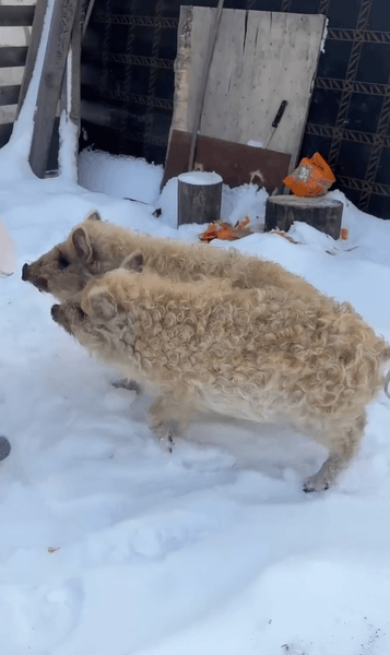 локации под Киевом 6 Кудрявые свинки
